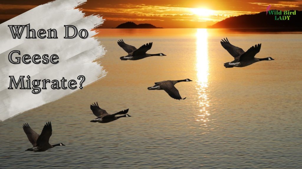 When Do Geese Migrate