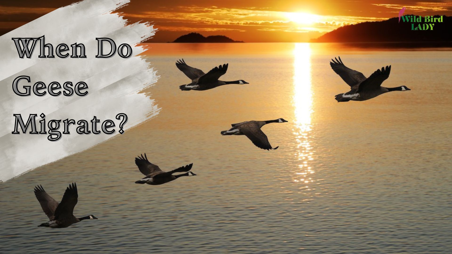 When Do Geese Migrate