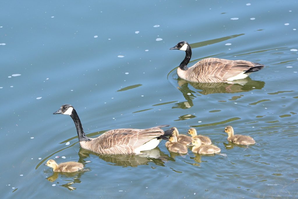 Where Do Baby Geese Live