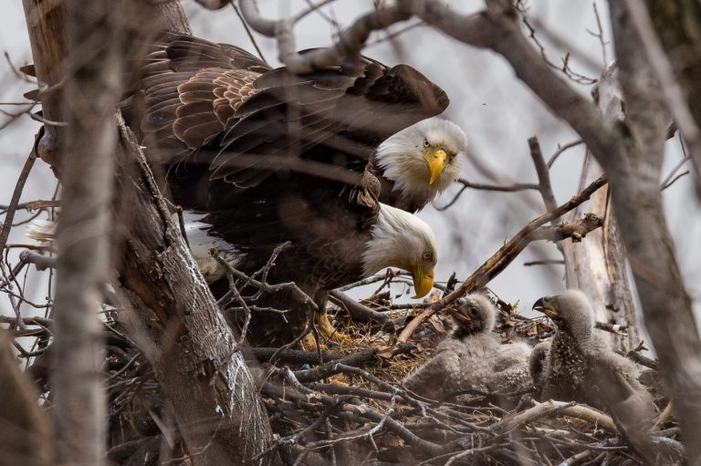 Where Do Bald Eagles Live