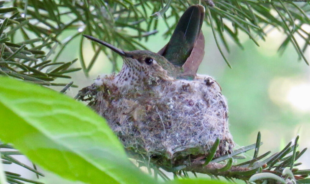 Where Do Hummingbirds Nest
