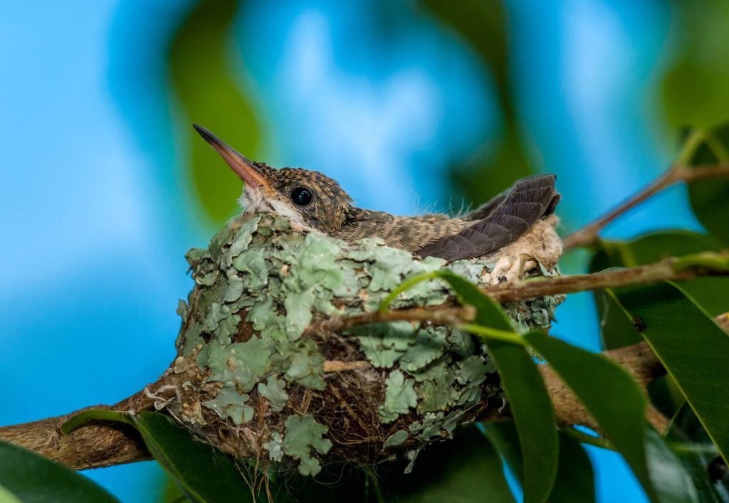 Where Do Hummingbirds Nest?