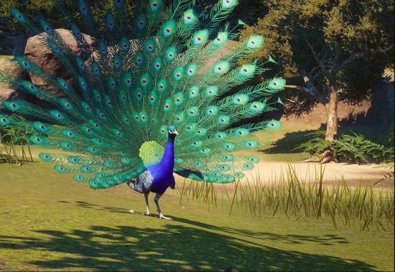 Where Do Peacocks Live?