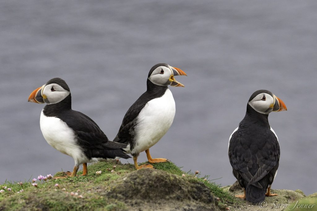 Where Do Puffins Live