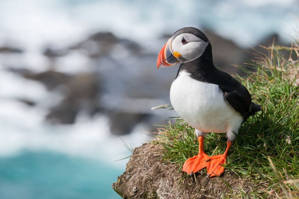Where Do Puffins Live?