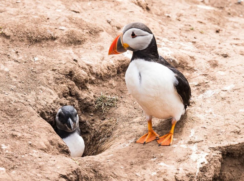 baby puffins