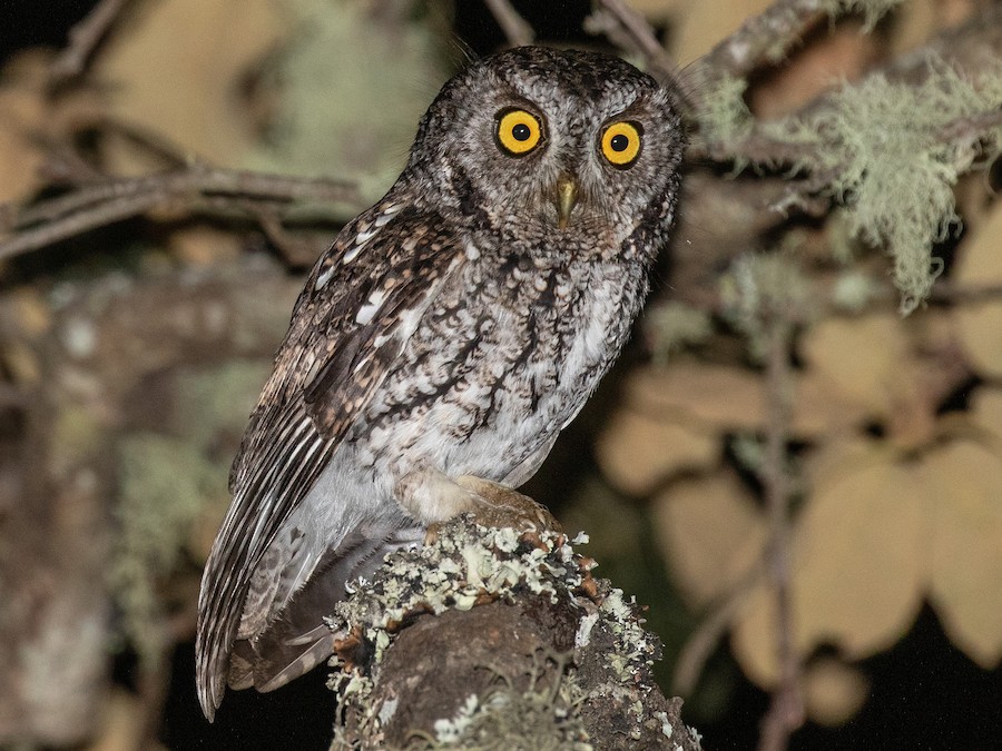 Whiskered Screech-Owl