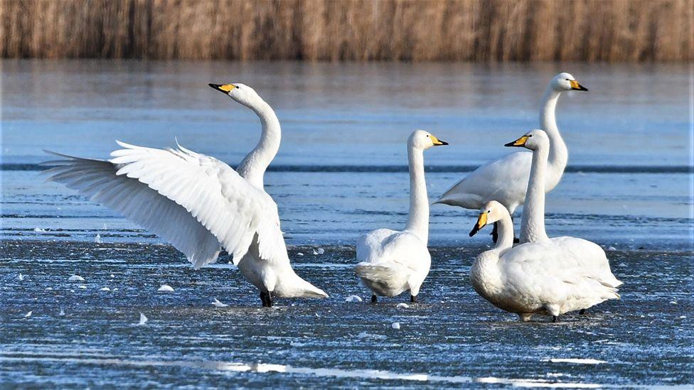 Whooper Swan