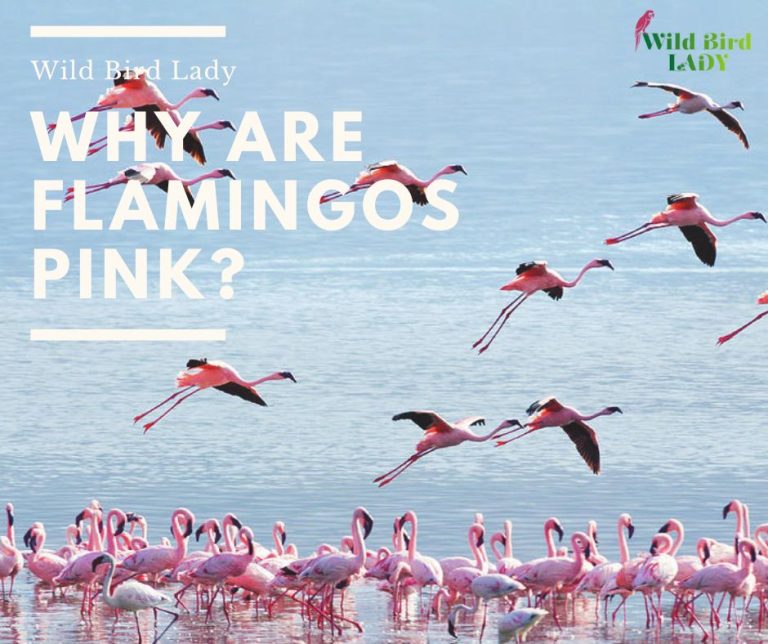 Why Are Flamingos Pink