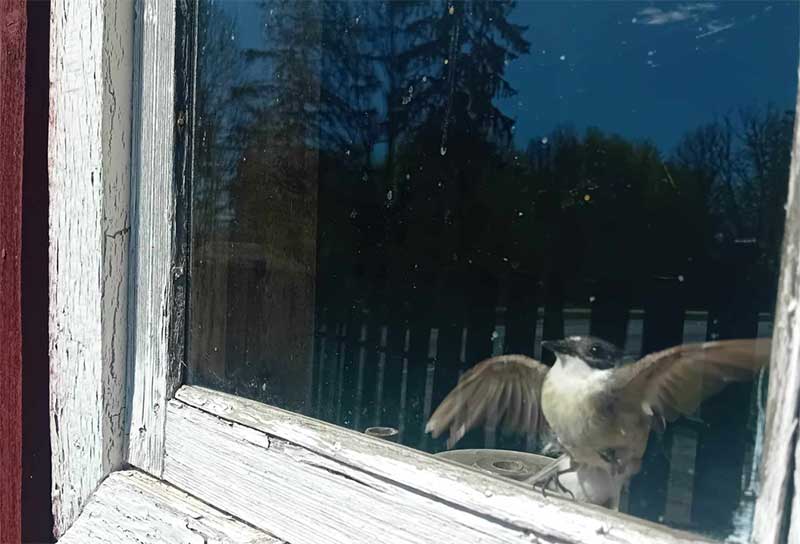 Why Birds Fly Into Homes