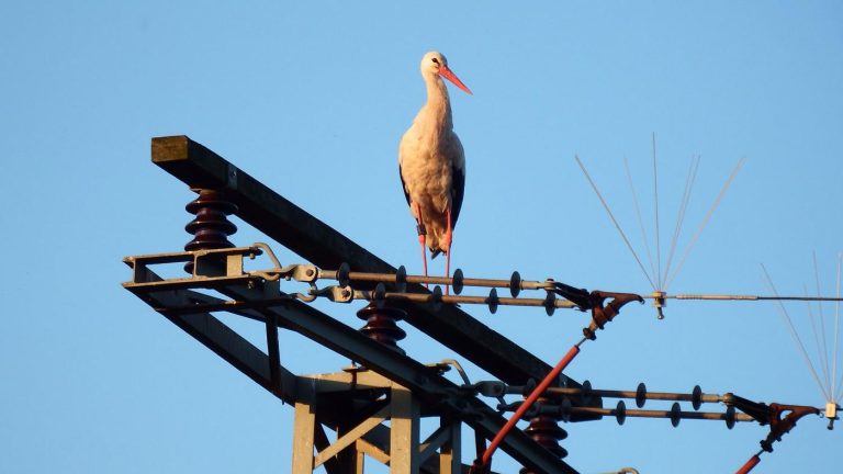 Why Can Birds Stand on Power Lines?