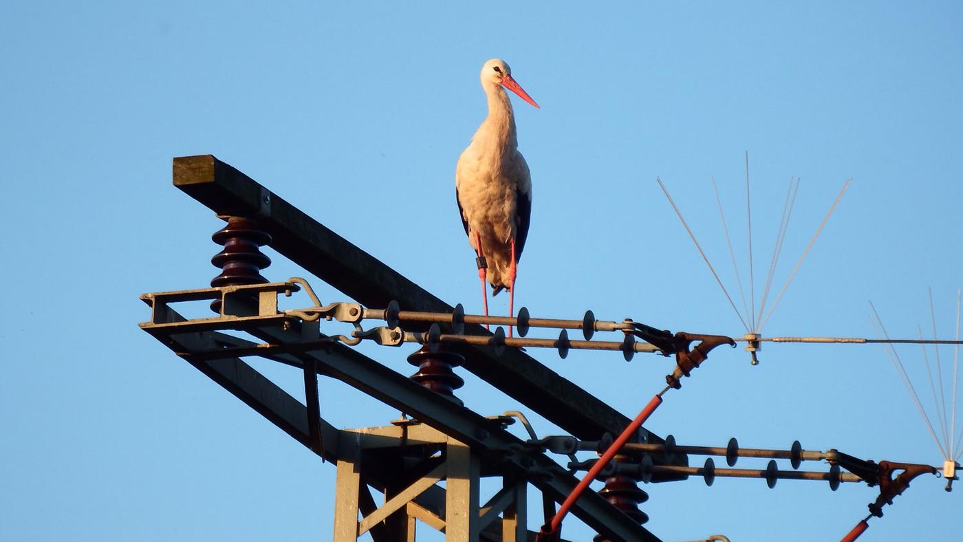 Why Can Birds Stand on Power Lines?