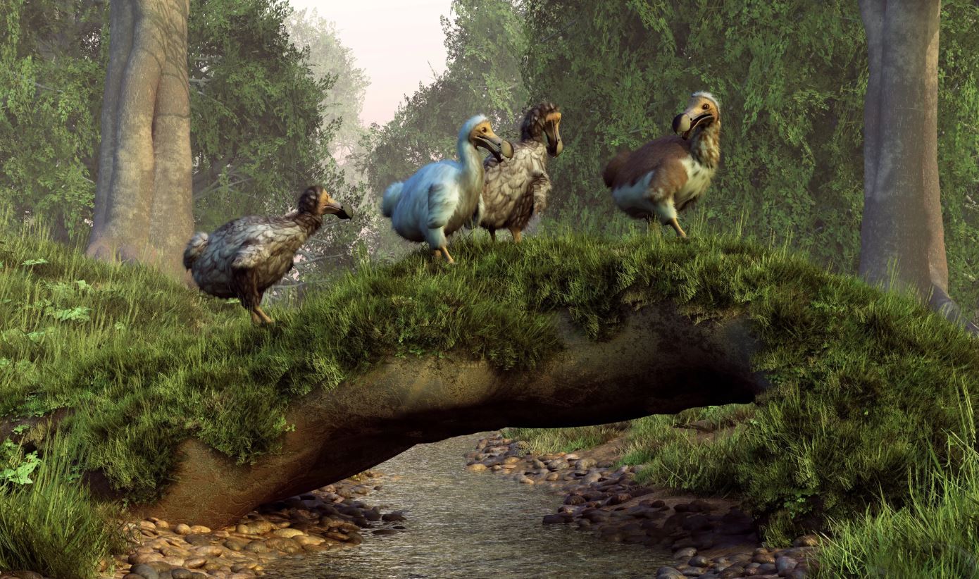 Why Did the Dodo Bird Go Extinct?