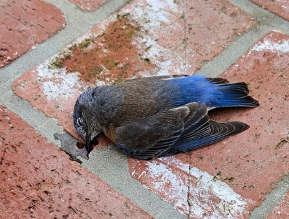 Why Do Birds Die