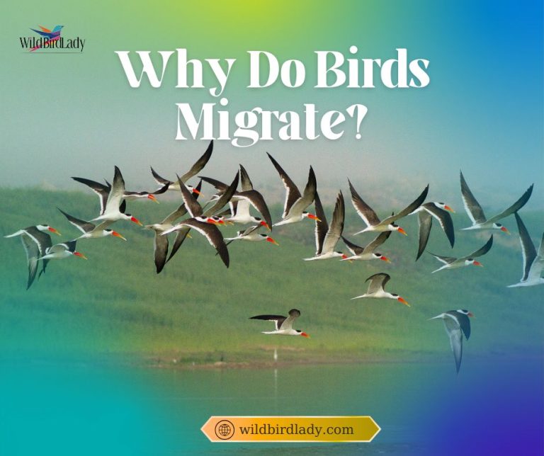 Why Do Birds Migrate?