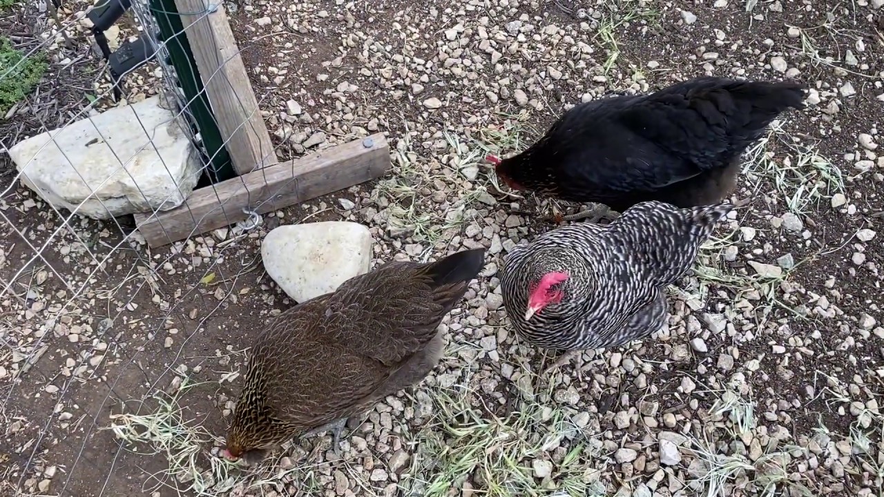 Why Do Chickens Eat Rocks?