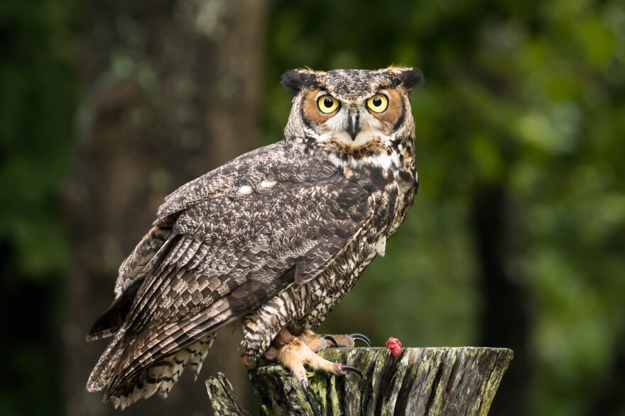 Why Do Owls Hoot