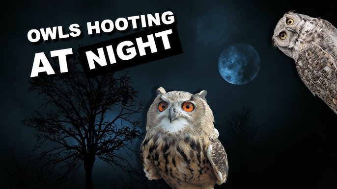 Why Do Owls Hoot?