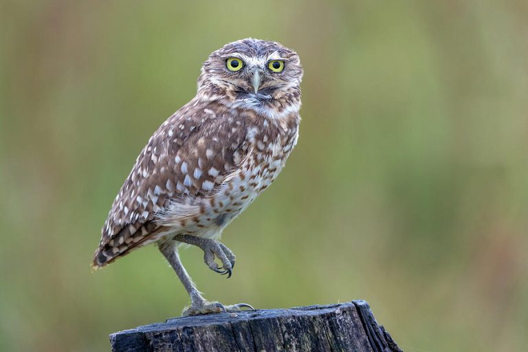 Why Do Owls Stand on One Leg