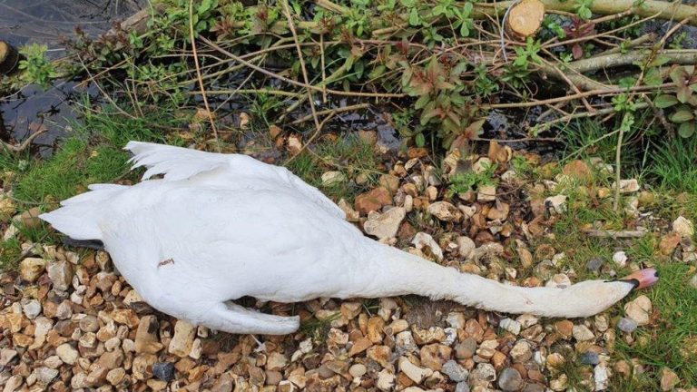 Why Do Swans Kill Themselves?