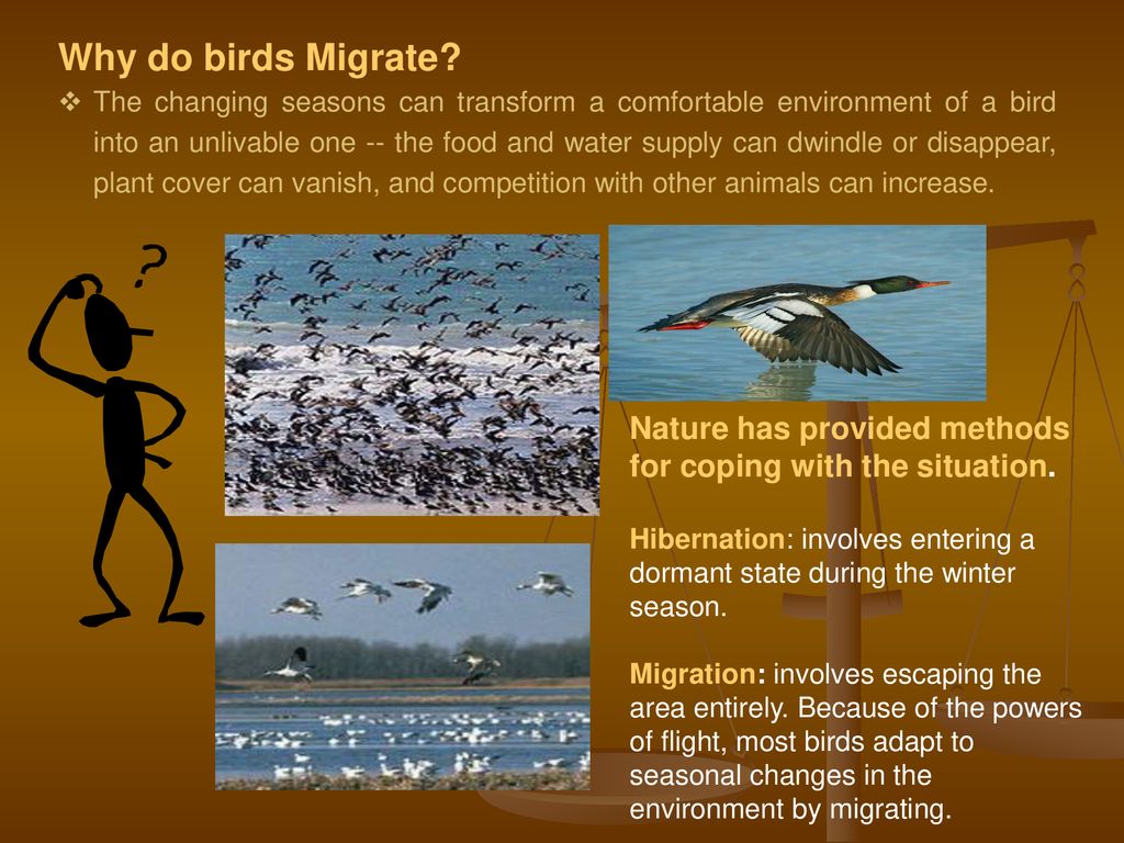 Why do birds Migrate