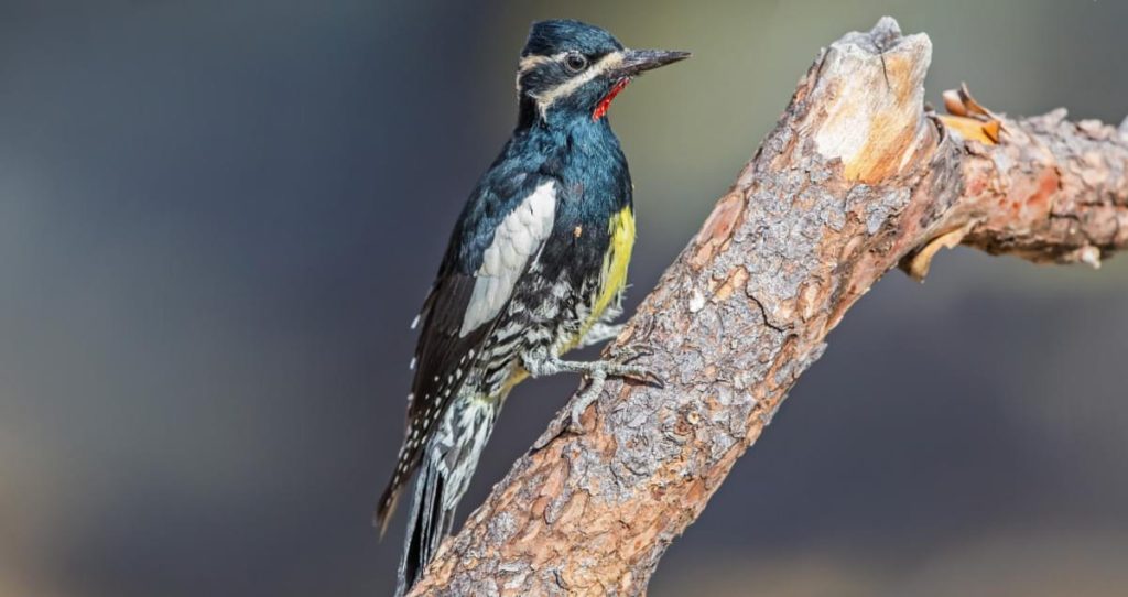 Williamson’s Sapsucker