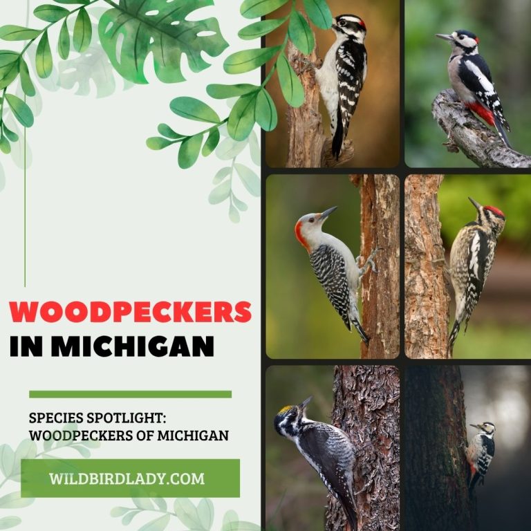 Woodpeckers in Michigan
