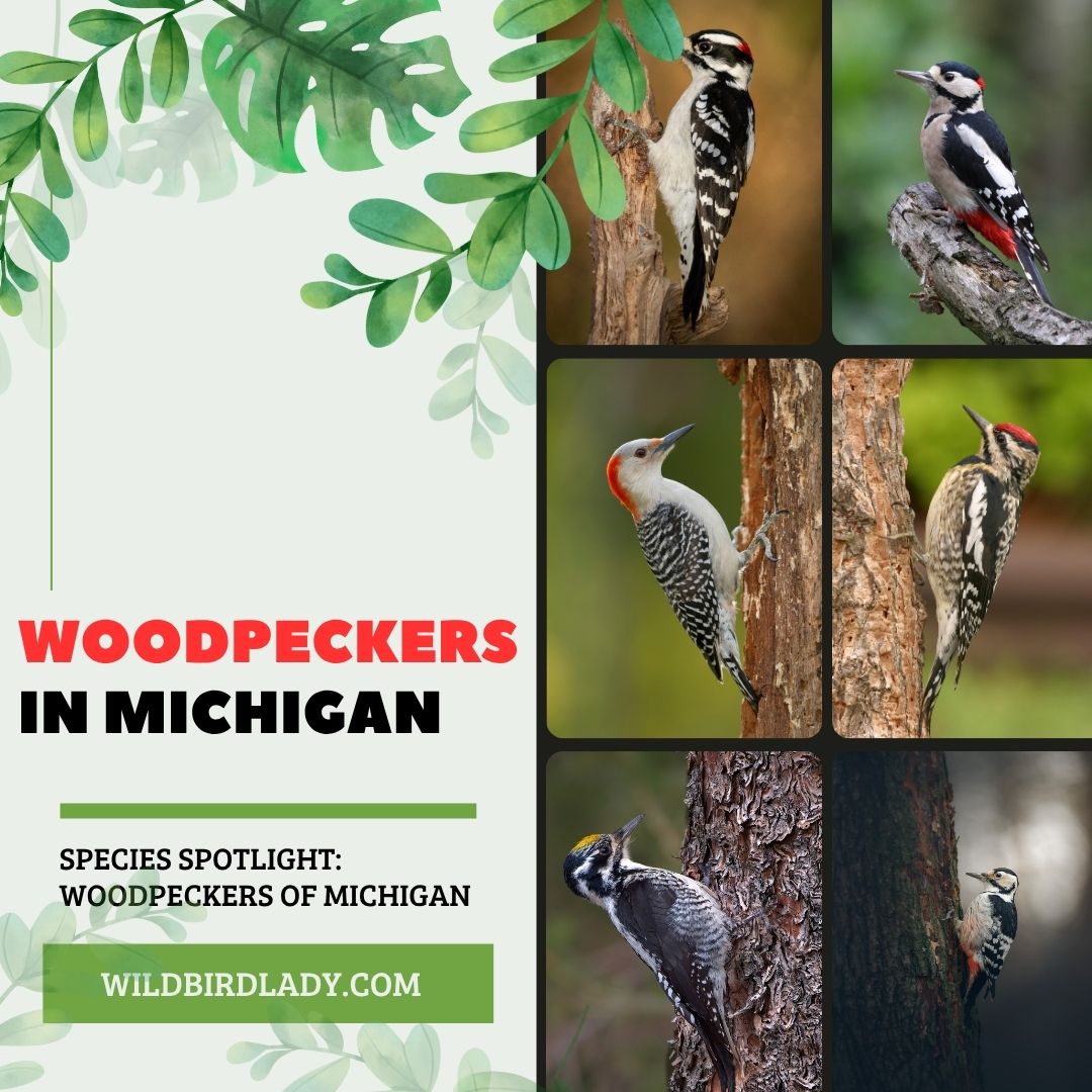 Woodpeckers in Michigan