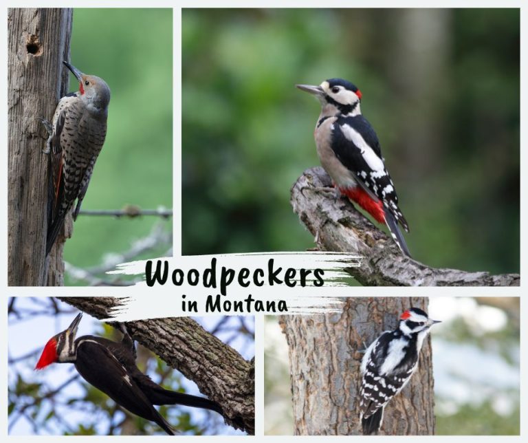 Woodpeckers in Montana