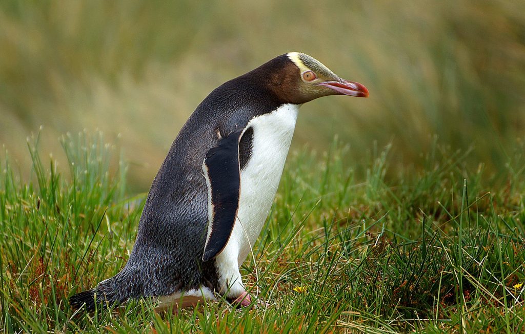 Where Do Yellow-Eyed Penguins live?