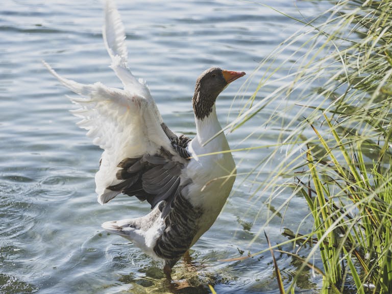 Can ducks fly