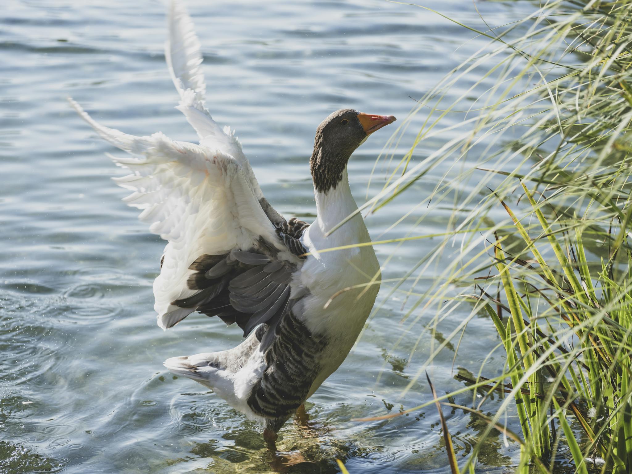 Can ducks fly