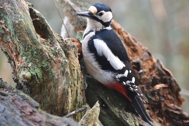 Why Do Woodpeckers Peck Wood?