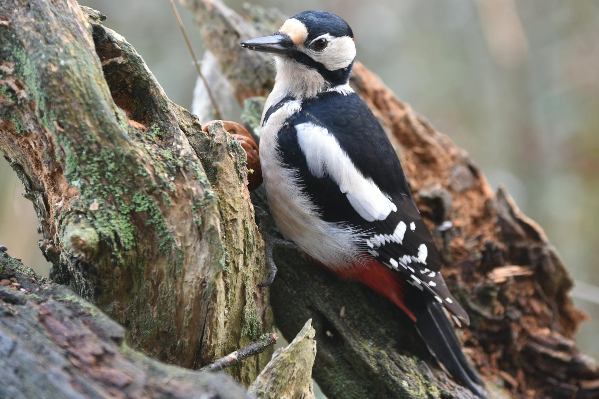 Why Do Woodpeckers Peck Wood?