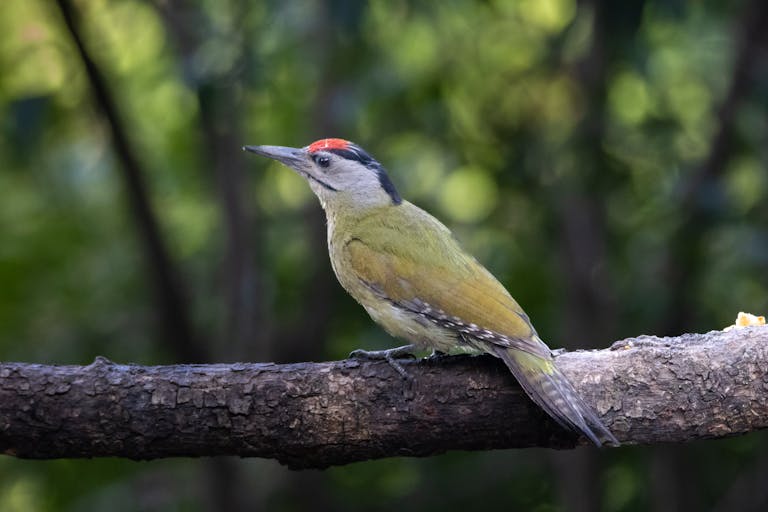 Where Do Woodpeckers Live?