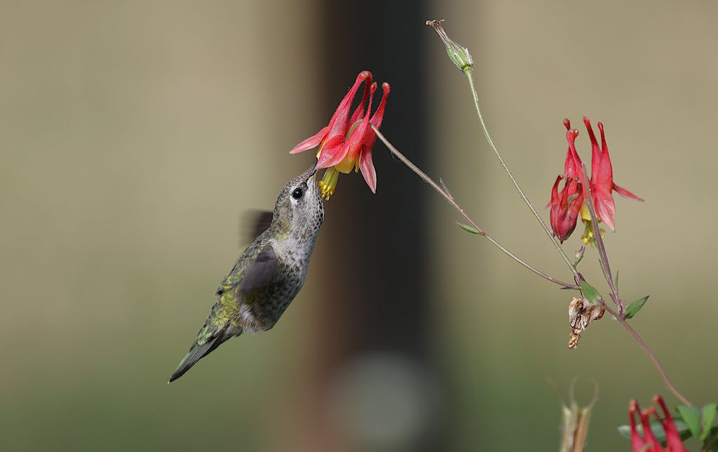 An Anna's hummingbird gracefully feeds on a bright columbine flower in a garden.