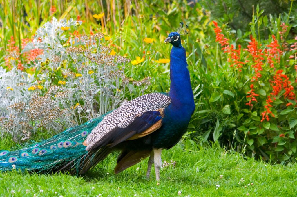 Peacock Diet