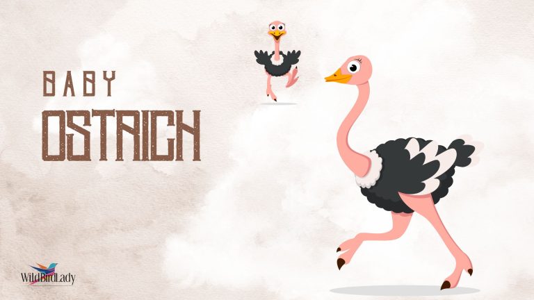 Baby Ostrich
