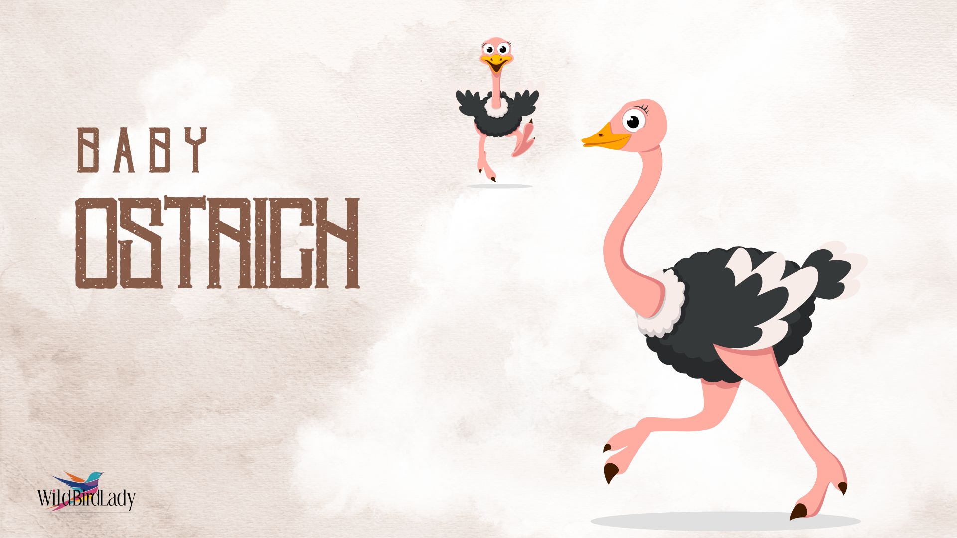 Baby Ostrich