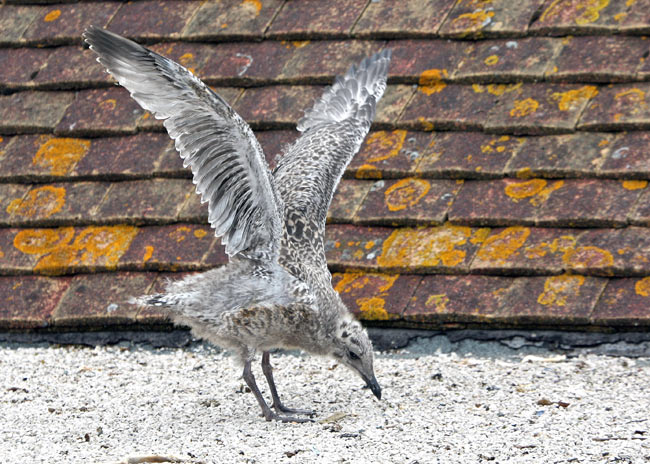baby Seagull Fledging