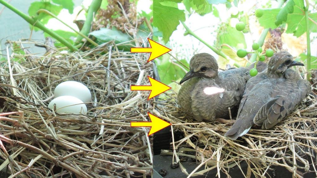 Young Doves hatchling