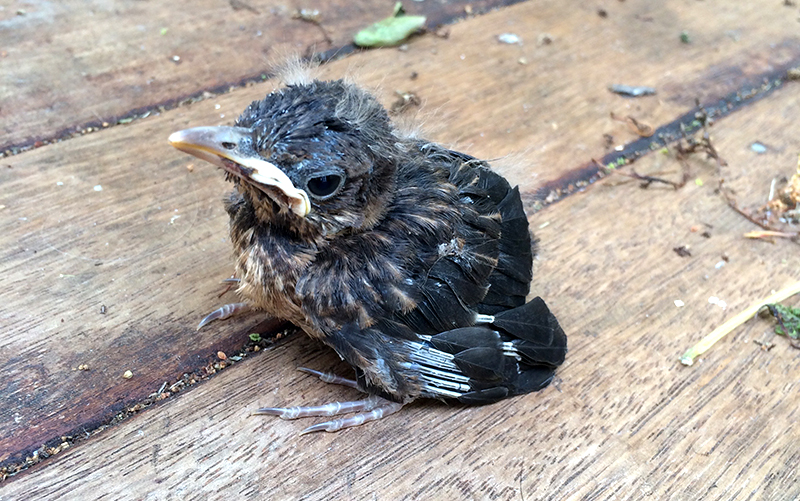 baby blackbird from nest
