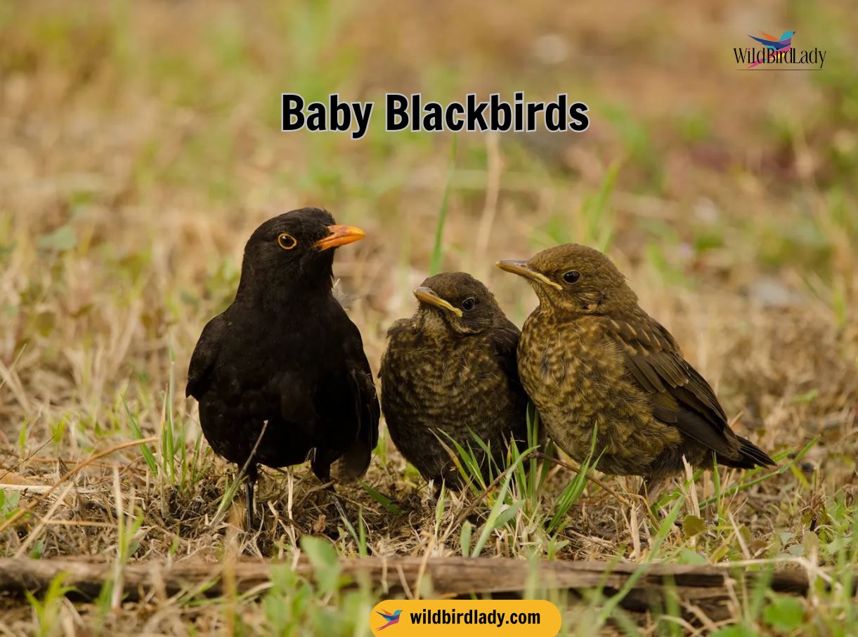 Baby Blackbird A Complete Guide To Nestlings Fledglings And How To 