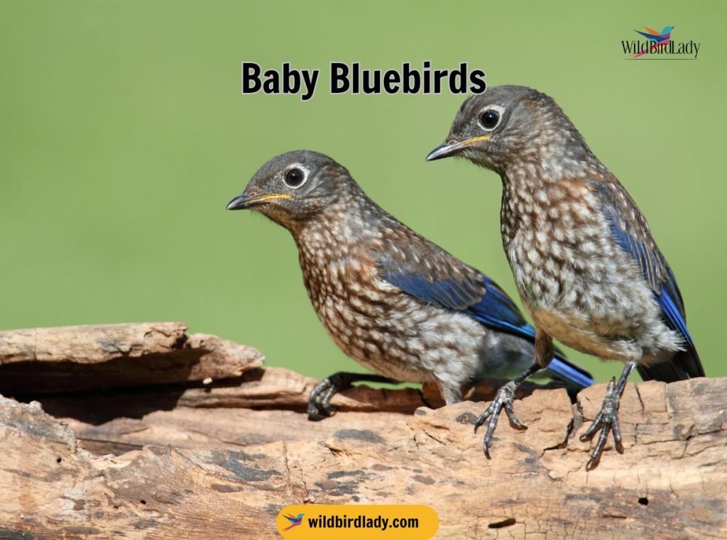 Baby Bluebirds