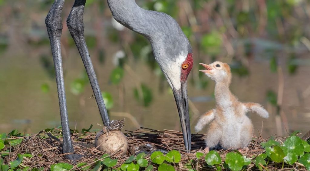 baby crane Habitat and Nesting