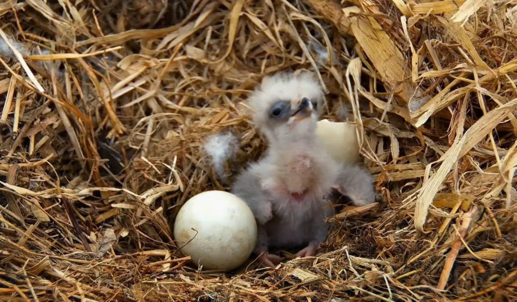 baby eagle