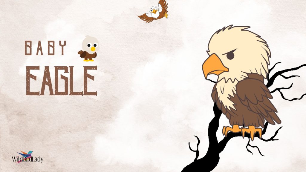 Baby eagle
