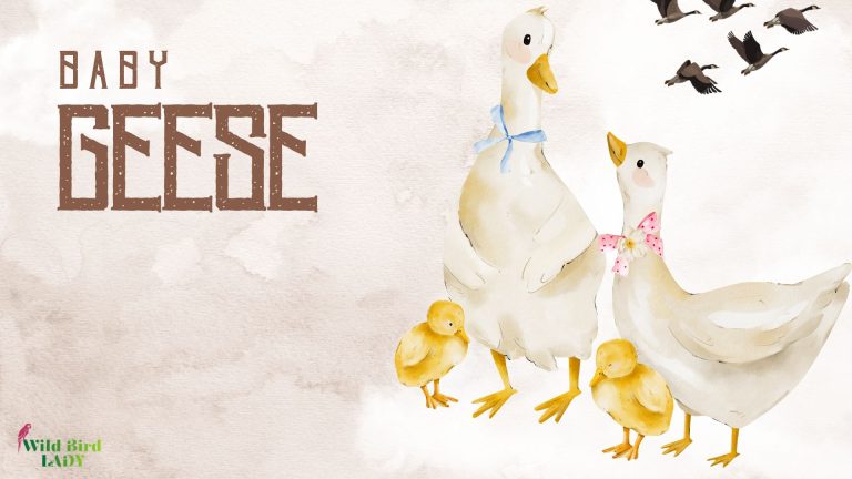 baby geese