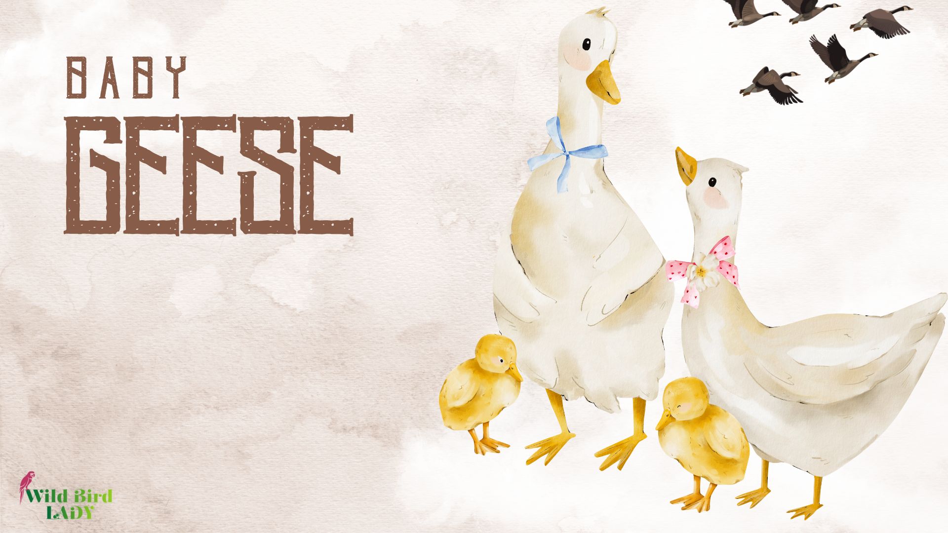 baby geese