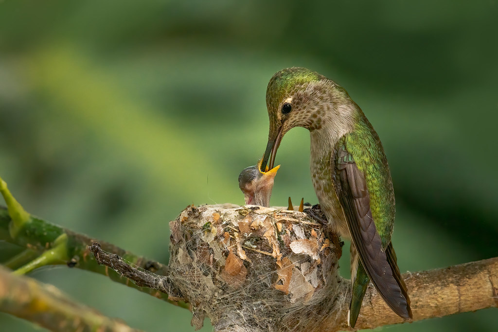 baby hummingbird eating